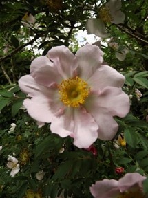 Rose Strauchrose