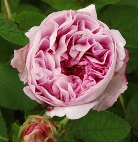 Rosen Strauchrose Parkrose Historische Rose