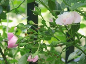 Rosen Kletterrose Ramblerrose