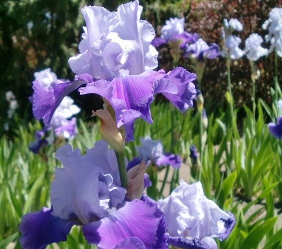 Iris Staude des Jahres