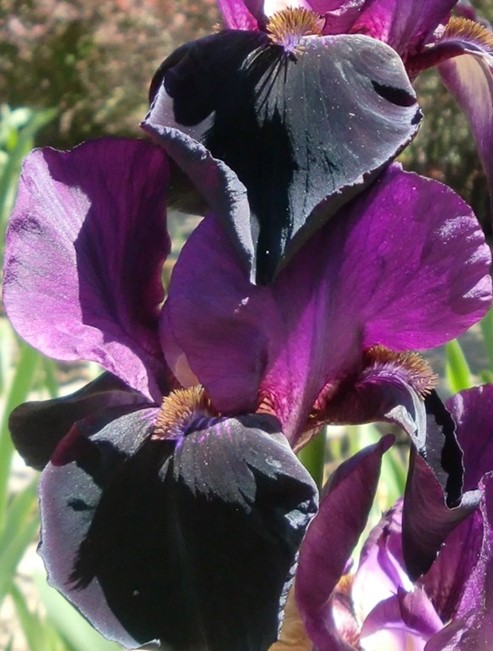 Iris - Staude 