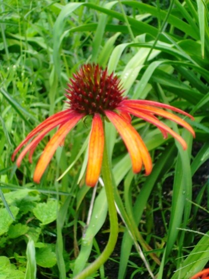 Gartenpflanze mit Pfiff