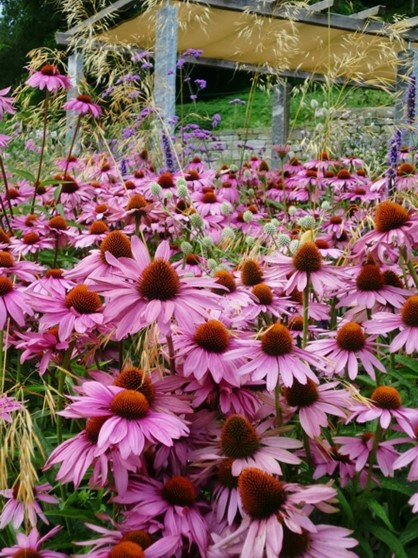Echinacea Magnus