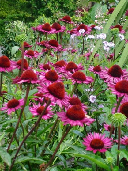 Gartenpflanze Echinacea 