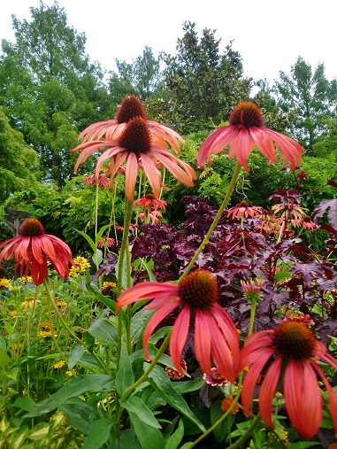 Echinacea