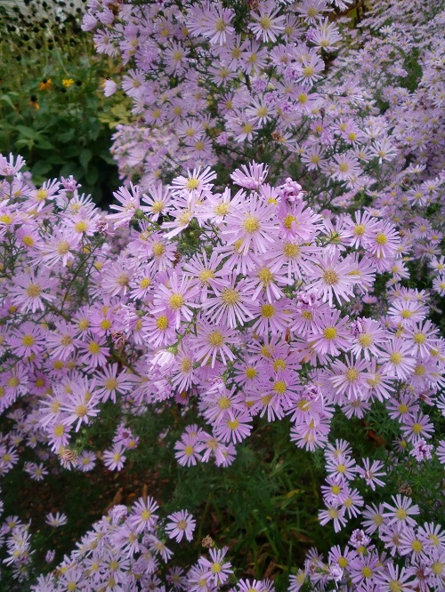 Aster Pink Star