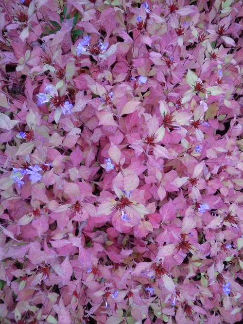 Herbststauden Ceratostigma 