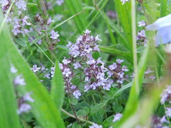 natürliche Blumenwiese