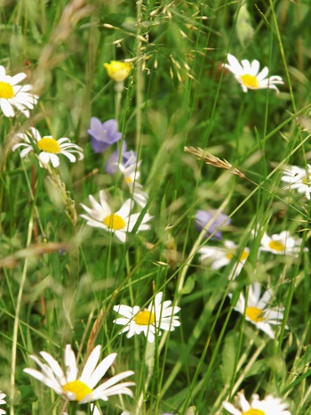 Blumenwiese