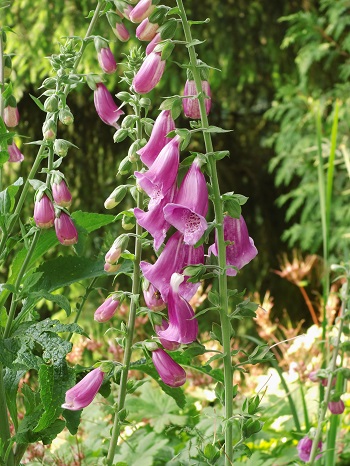 Digitalis Fingerhut Waldpflanze