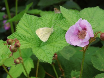 Rubus odoratus Zimthimbeere