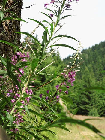 Epilobium Weidenröschen