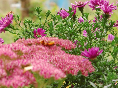 Sedum 'Herbstfreude' und Aster dumosus