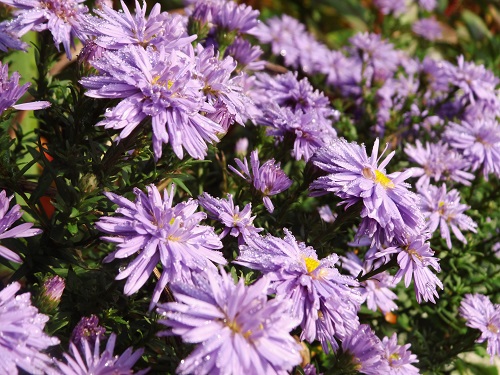 Herbststauden Aster dumosus
