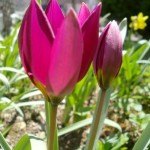 Tulipa humilis - Zwergtulpe