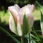 Tulipa 'China Town' - Viridiflora-Tulpe