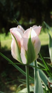 Tulipa 'China Town' - Viridiflora-Tulpe