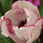 Zwiebelpflanzen - Tulpe