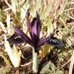 Iris reticulata 