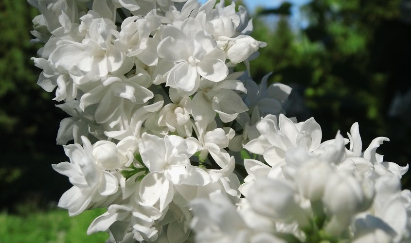 Syringa Flieder