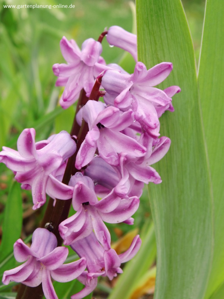 Blütenrausch im Frühlingsgarten - Gartenplanung online - online gartenwelt