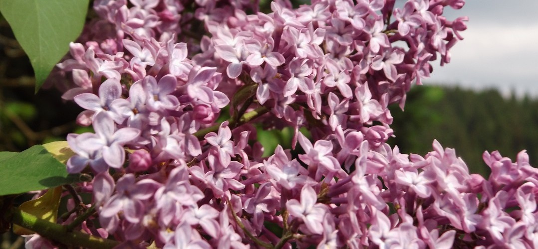Syringa vulgaris heimischer Flieder