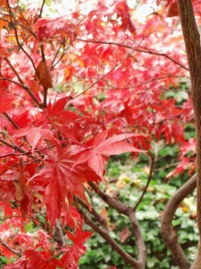 Acer palmatum mit Herbstfärbung