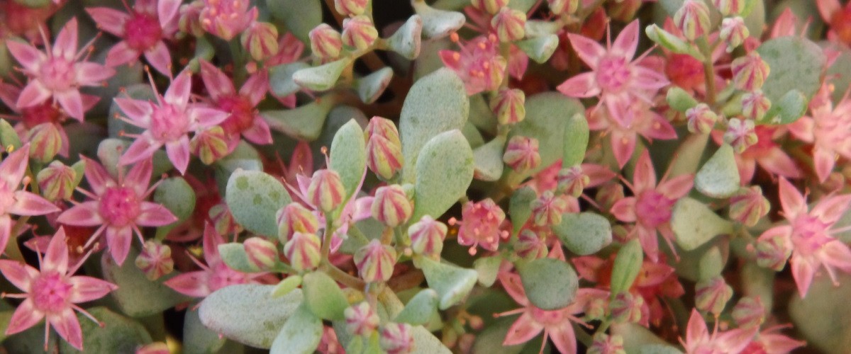 Sedum