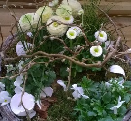 Frühblüher als Zimmerpflanze