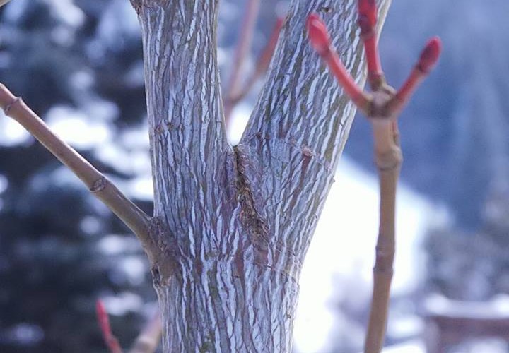 Acer rufinerve - Streifenahorn