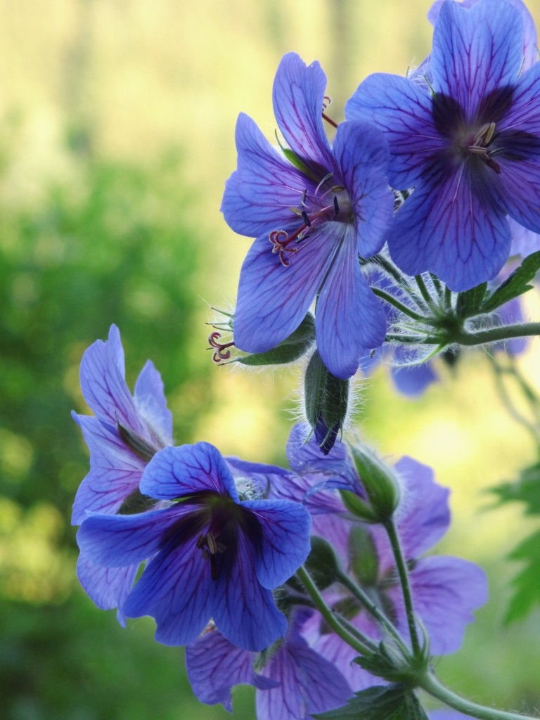 lilia blau des Geranium