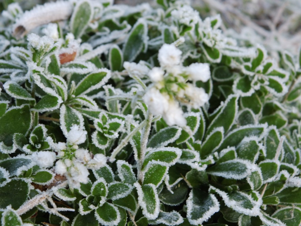 Schaumkresse mit Blüten bei Frost