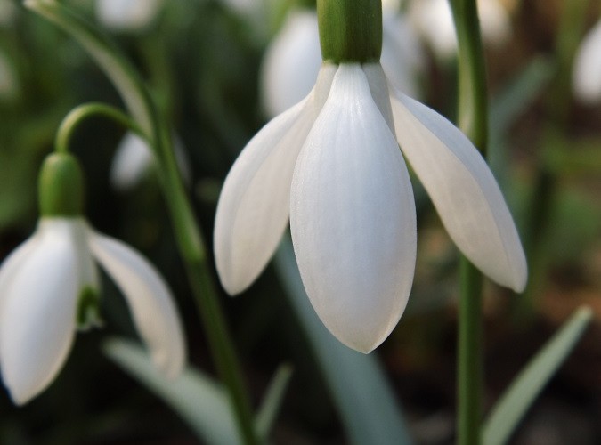 Schneeglöckchen