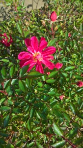 Herbstblüte Rose 'Purple Rain'