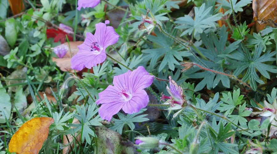späte Blütenpracht - Geranium