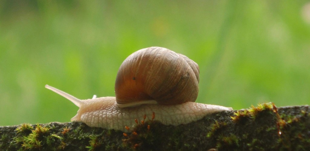 Schnecken
