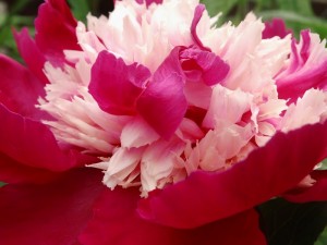 Pfingstrose 'White Cup'