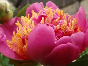 halbgefüllte Blütenform