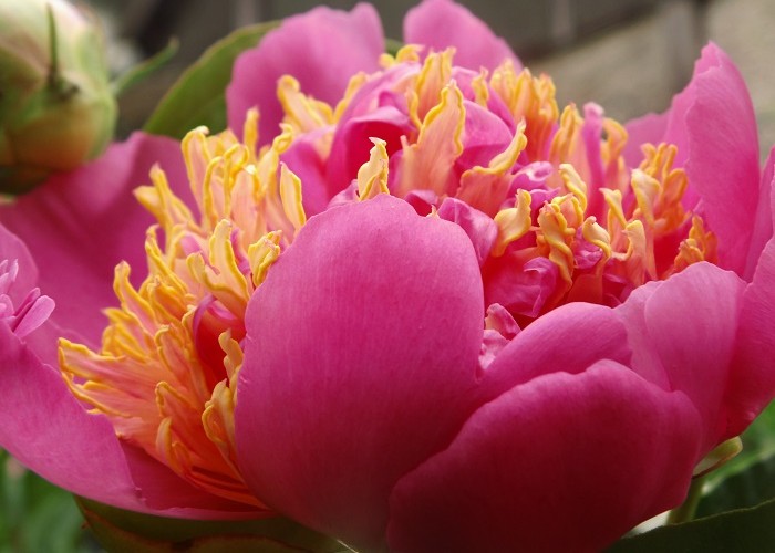 halbgefüllte Blütenform