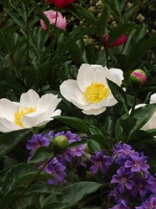 einfache Blütenform