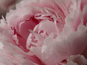 gefüllte Blütenform