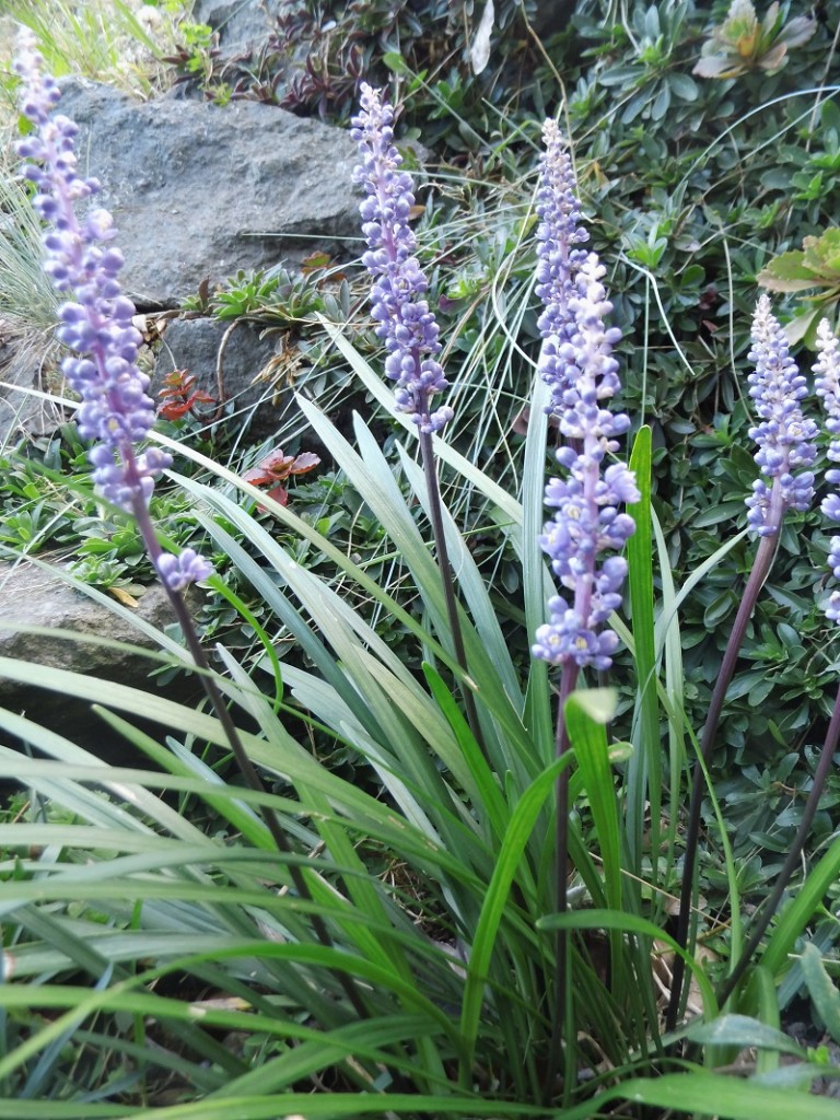 Schattenstaude Liriope muscari