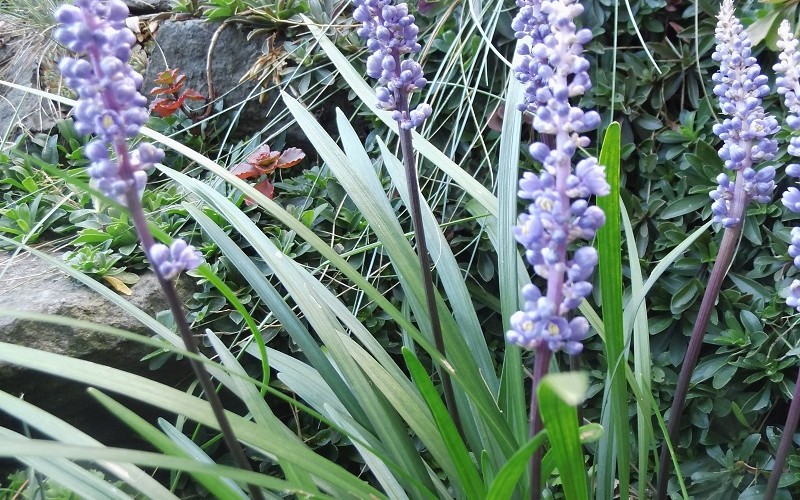 Schattenstaude Liriope muscari
