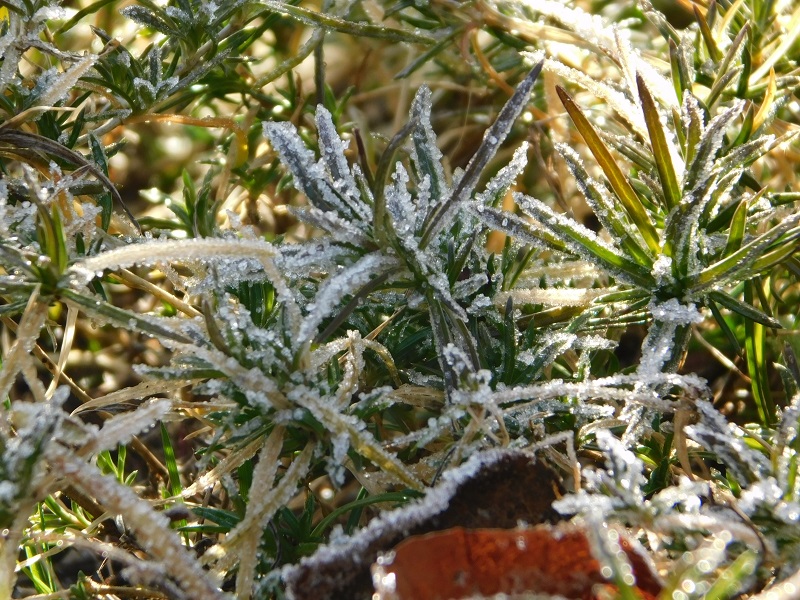 Phlox subulata Winter