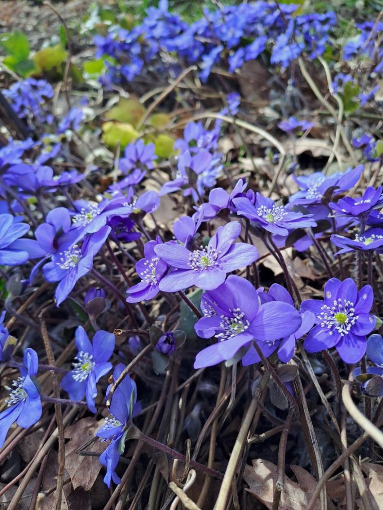 Hepatica blauer Frühlingsbote