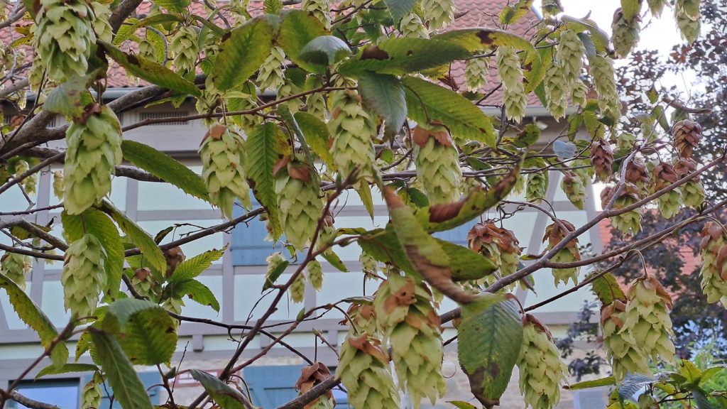 Fruchtschmuck Carpinus japonica
