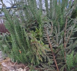 Winterschutz Rosmarin