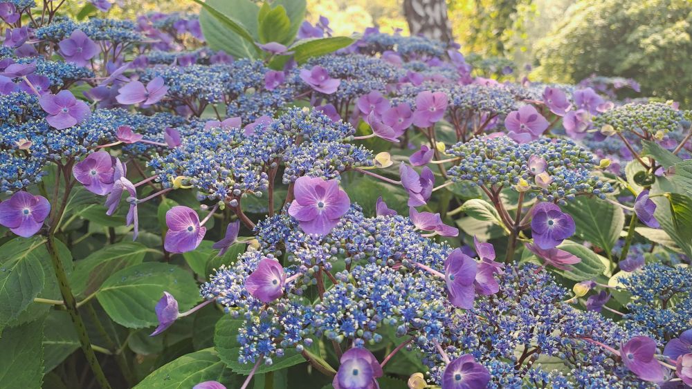 Hortensie Hydrangea macrophylla