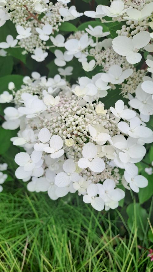 Hortensie