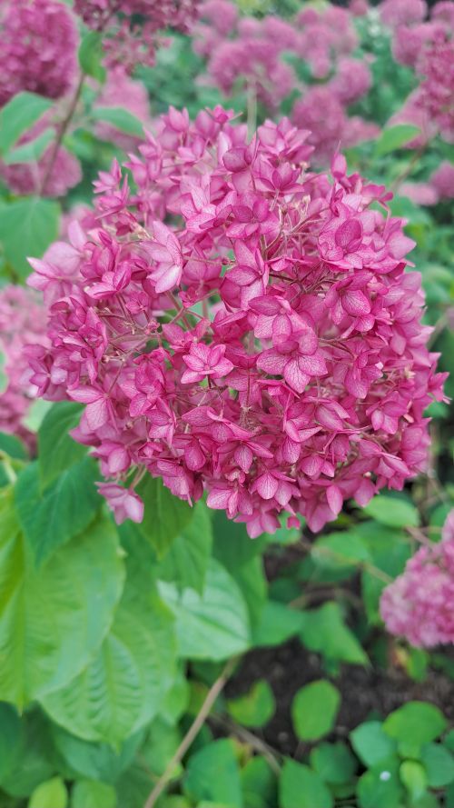 Hydrangea paniculata